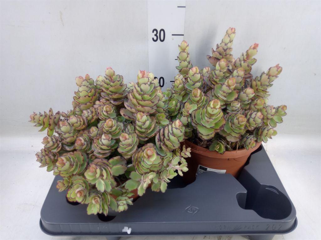 Горшечные цветы и растения оптом Kalanchoe   ... от 2шт из Голландии с доставкой по России