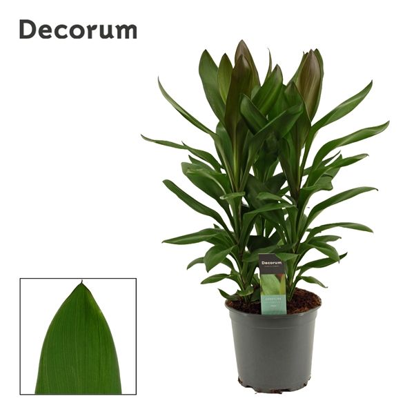 Горшечные цветы и растения оптом Cordyline Glauca 3pp (decorum) от 5шт из Голландии с доставкой по России