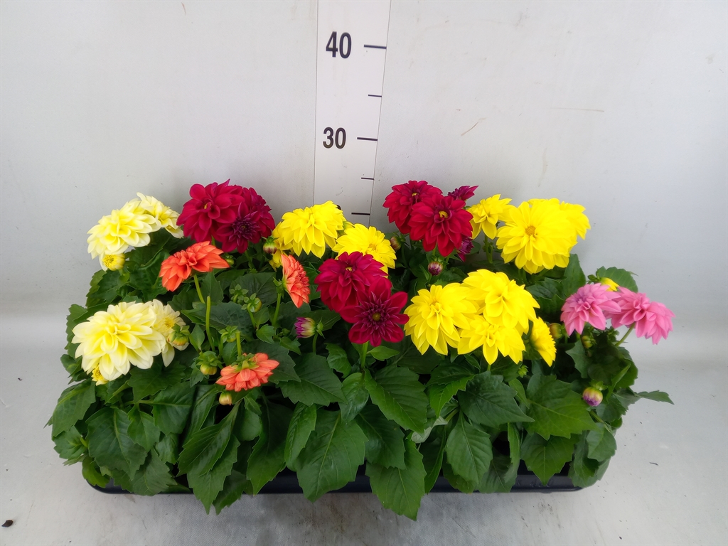 Горшечные цветы и растения оптом Dahlia   ...mix от 10шт из Голландии с доставкой по России