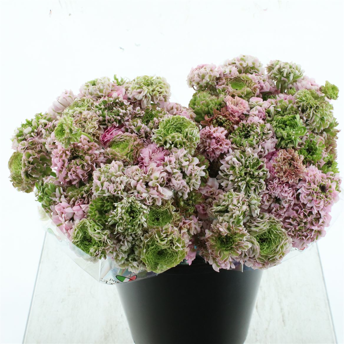 Срезанные цветы оптом Ranunculus pon pon alice от 100шт из Голландии с доставкой по России