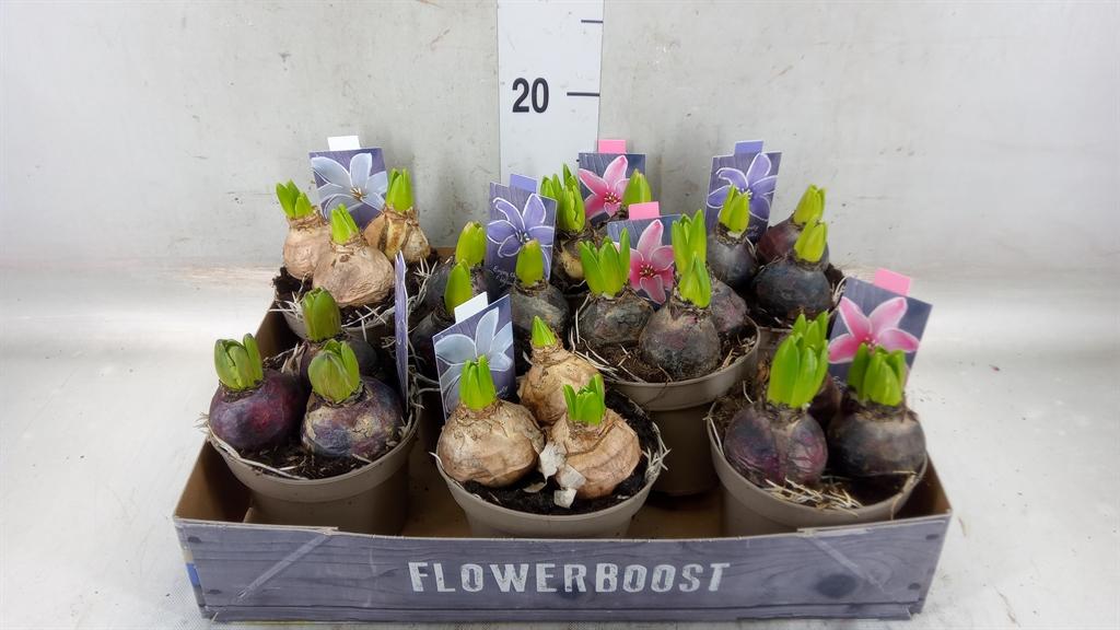 Горшечные цветы и растения оптом Hyacinthus Orie.   ...mix от 8шт из Голландии с доставкой по России