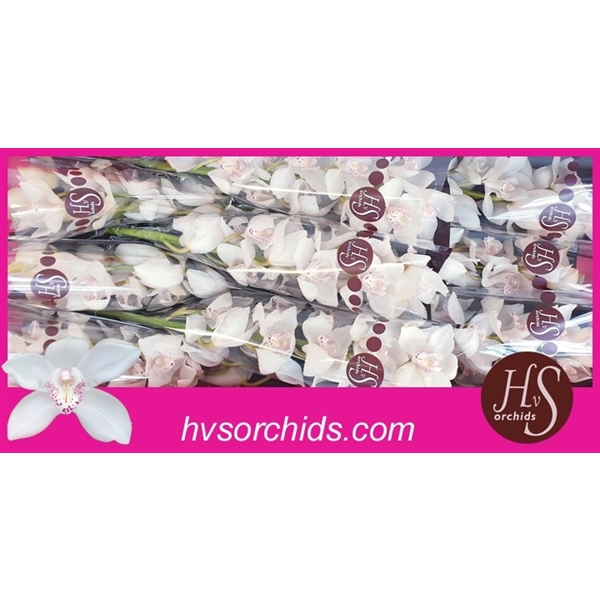 Срезанные цветы оптом Cymbidium white snowwhite от 16шт. из Голландии с доставкой по России