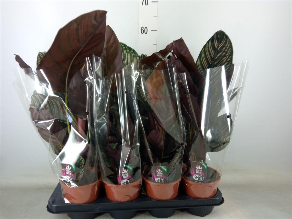 Горшечные цветы и растения оптом Calathea Sanderiana от 8шт из Голландии с доставкой по России