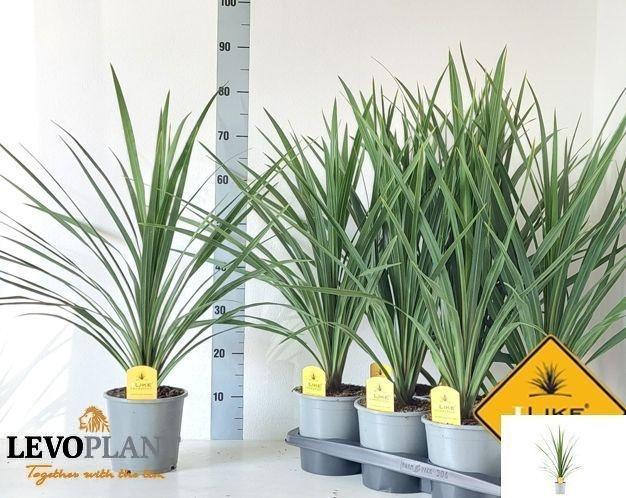 Горшечные цветы и растения оптом Cord In Peko от 6шт из Голландии с доставкой по России