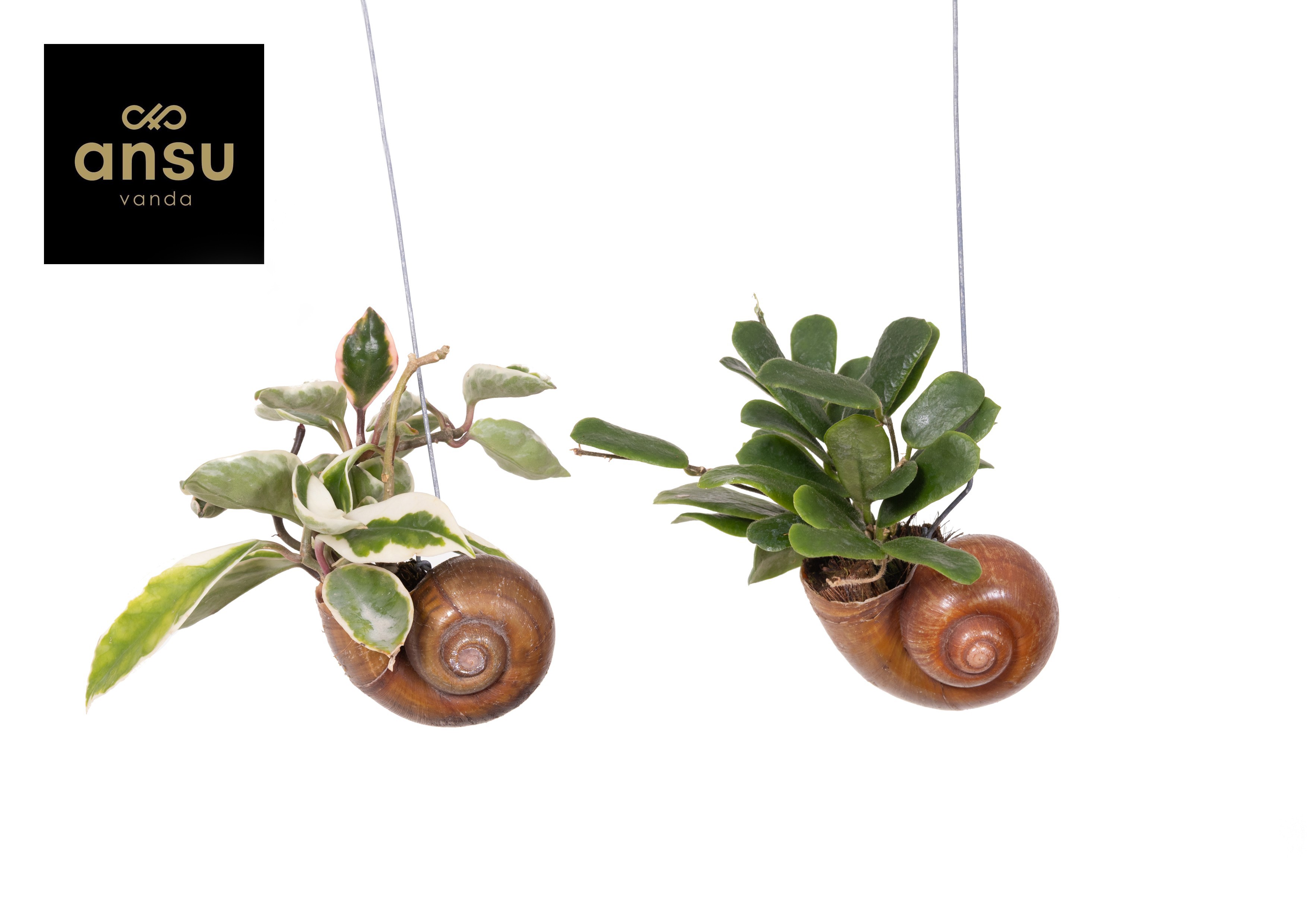 Горшечные цветы и растения оптом Hoya Shelly Hang (los) от 6шт из Голландии с доставкой по России