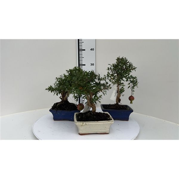 Горшечные цветы и растения оптом Bonsai Ficus Carica, 13cm. от 3шт из Голландии с доставкой по России