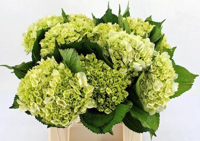 Срезанные цветы оптом Hydrangea lima от 10шт из Голландии с доставкой по России