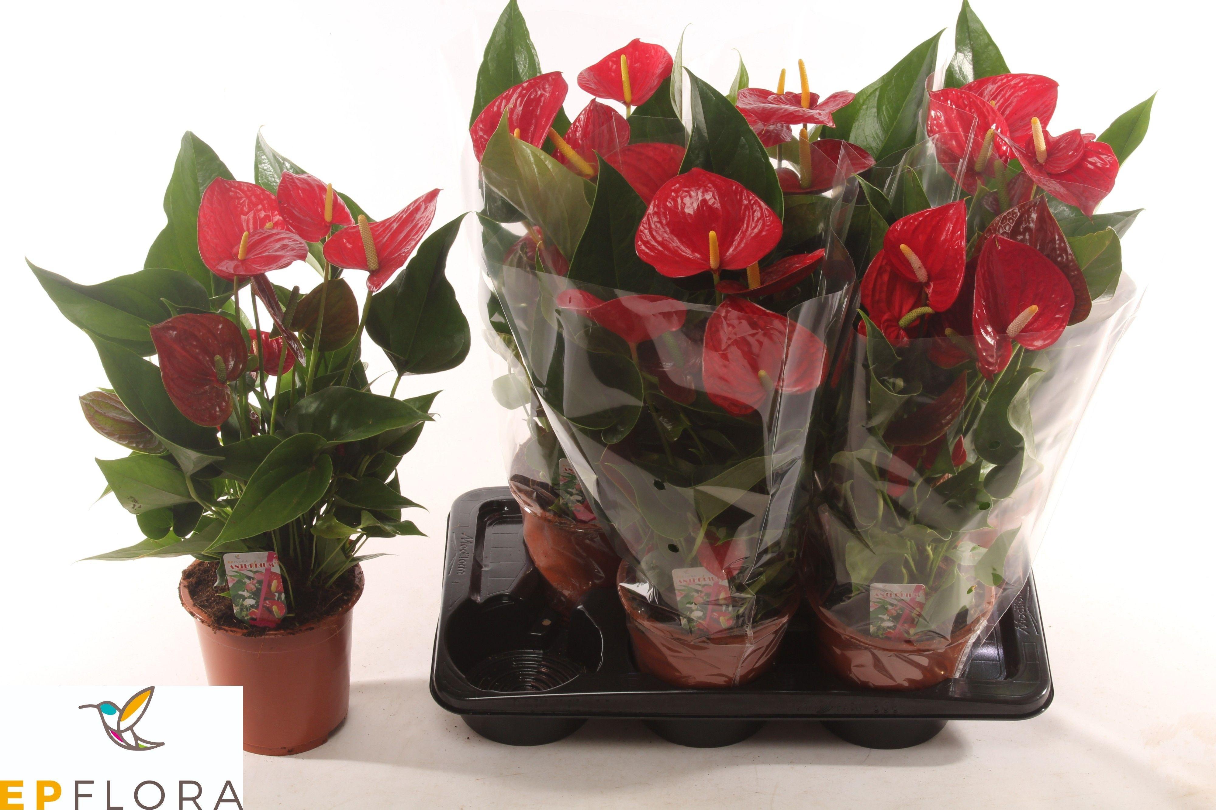 Горшечные цветы и растения оптом Anthu A Easy Red от 6шт из Голландии с доставкой по России