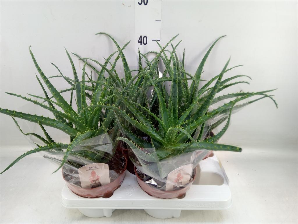 Горшечные цветы и растения оптом Aloe Arborescens от 4шт из Голландии с доставкой по России