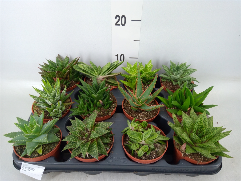 Горшечные цветы и растения оптом Aloe   ...mix от 12шт (для телеги) из Голландии с доставкой по России