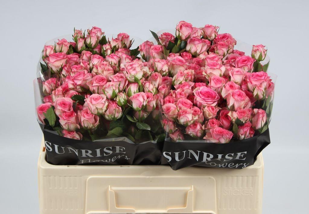 Срезанные цветы оптом Rosa spray tralala от 60шт из Голландии с доставкой по России