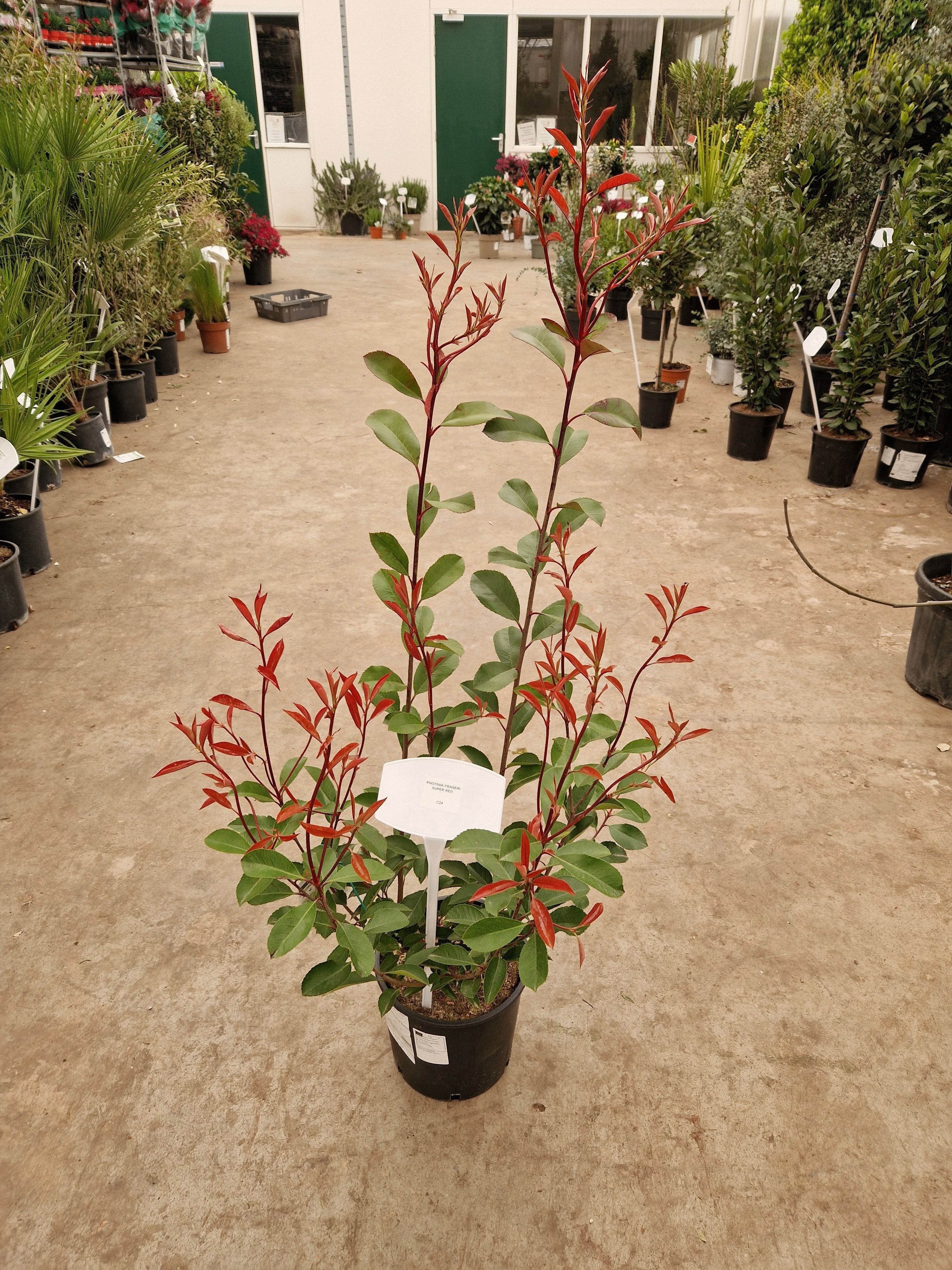 Горшечные цветы и растения оптом Phot Ov от 1шт из Голландии с доставкой по России