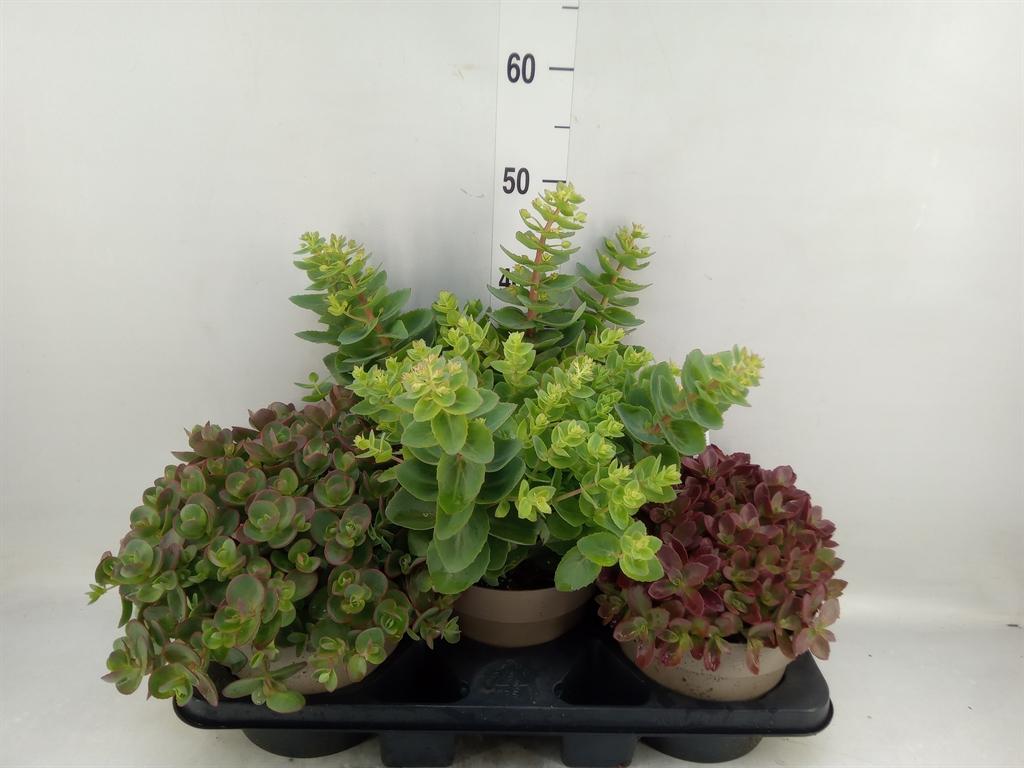 Горшечные цветы и растения оптом Sedum   ... от 3шт из Голландии с доставкой по России