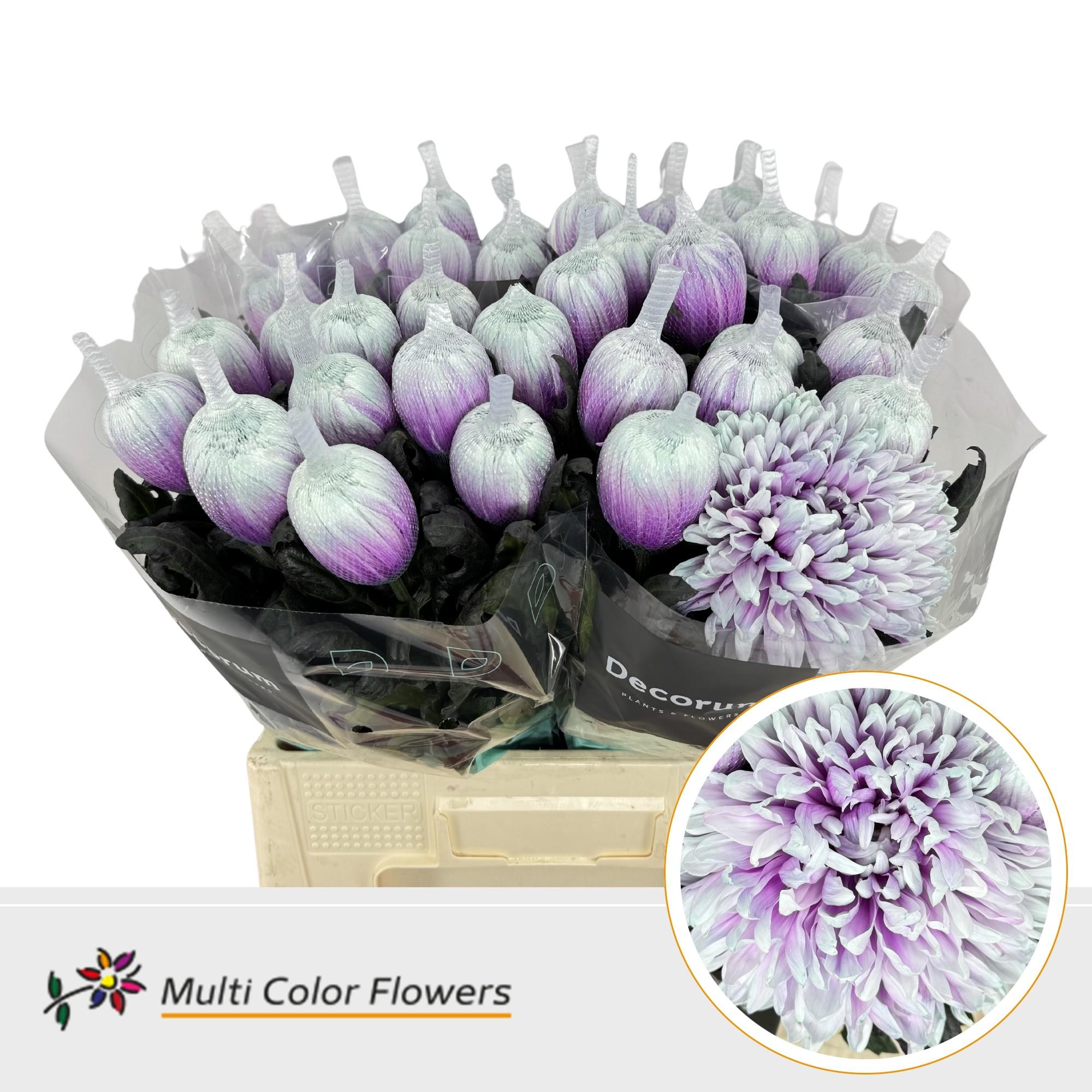 Срезанные цветы оптом Chrys bl paint antonov after eight от 40шт из Голландии с доставкой по России