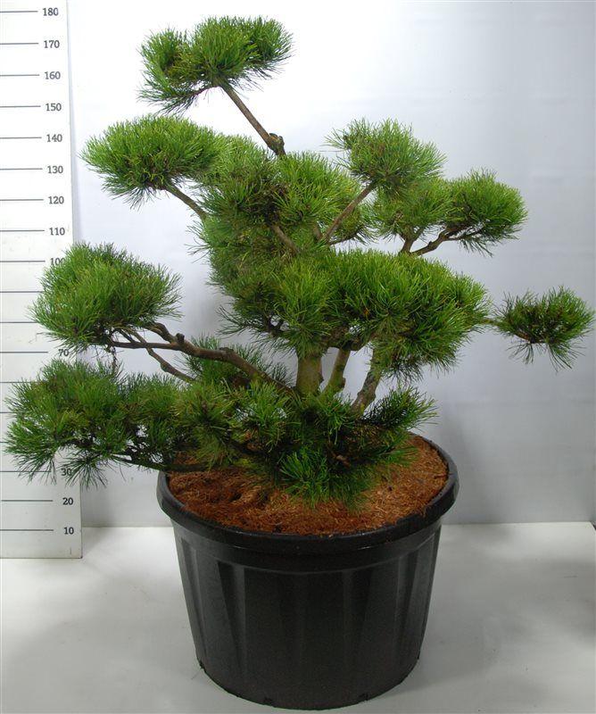 Горшечные цветы и растения оптом Pinus Mugo от 1шт из Голландии с доставкой по России