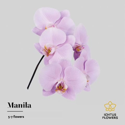 Срезанные цветы оптом Phalaenopsis manila (per stem) от 20шт из Голландии с доставкой по России