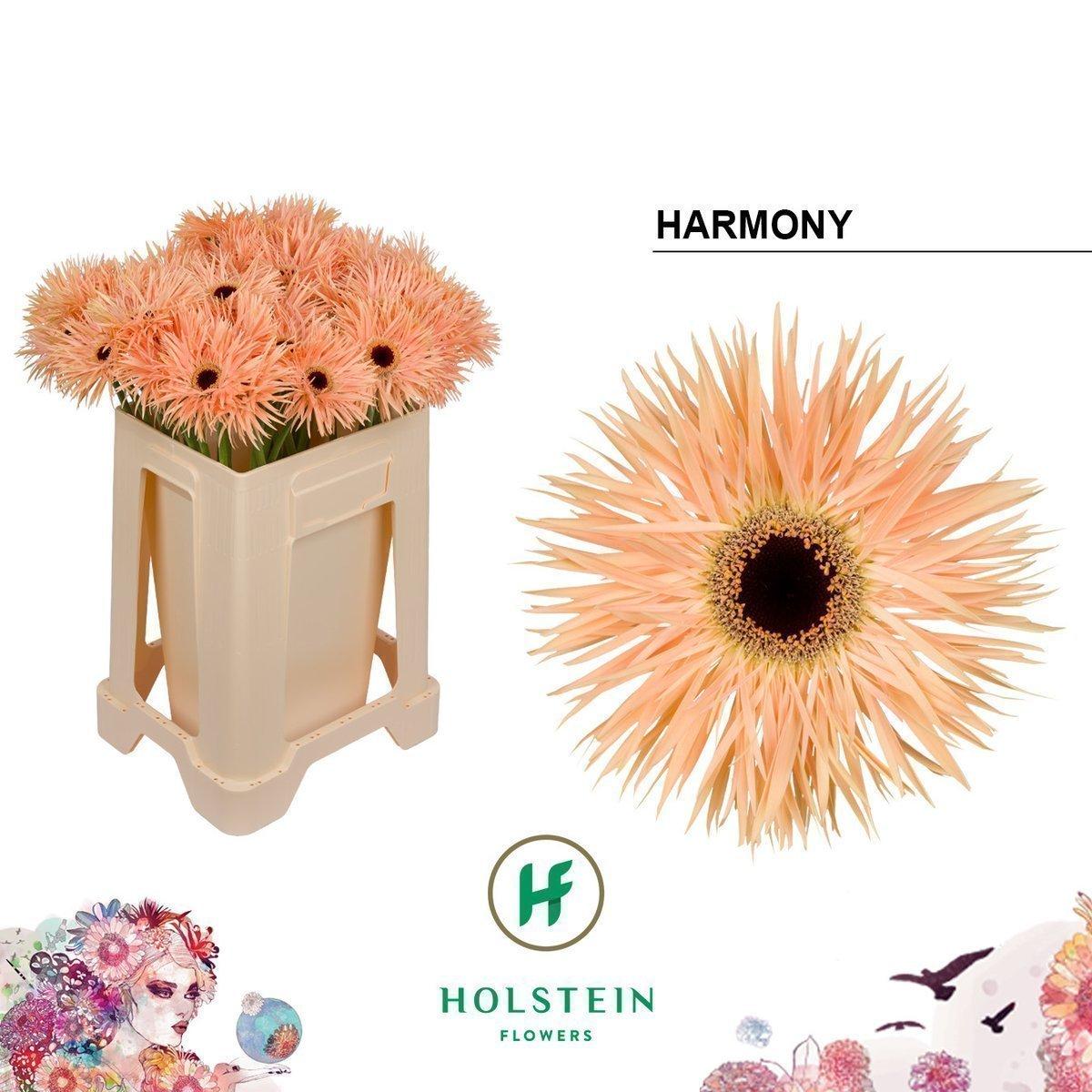 Срезанные цветы оптом Gerbera gerspider harmony от 40шт из Голландии с доставкой по России