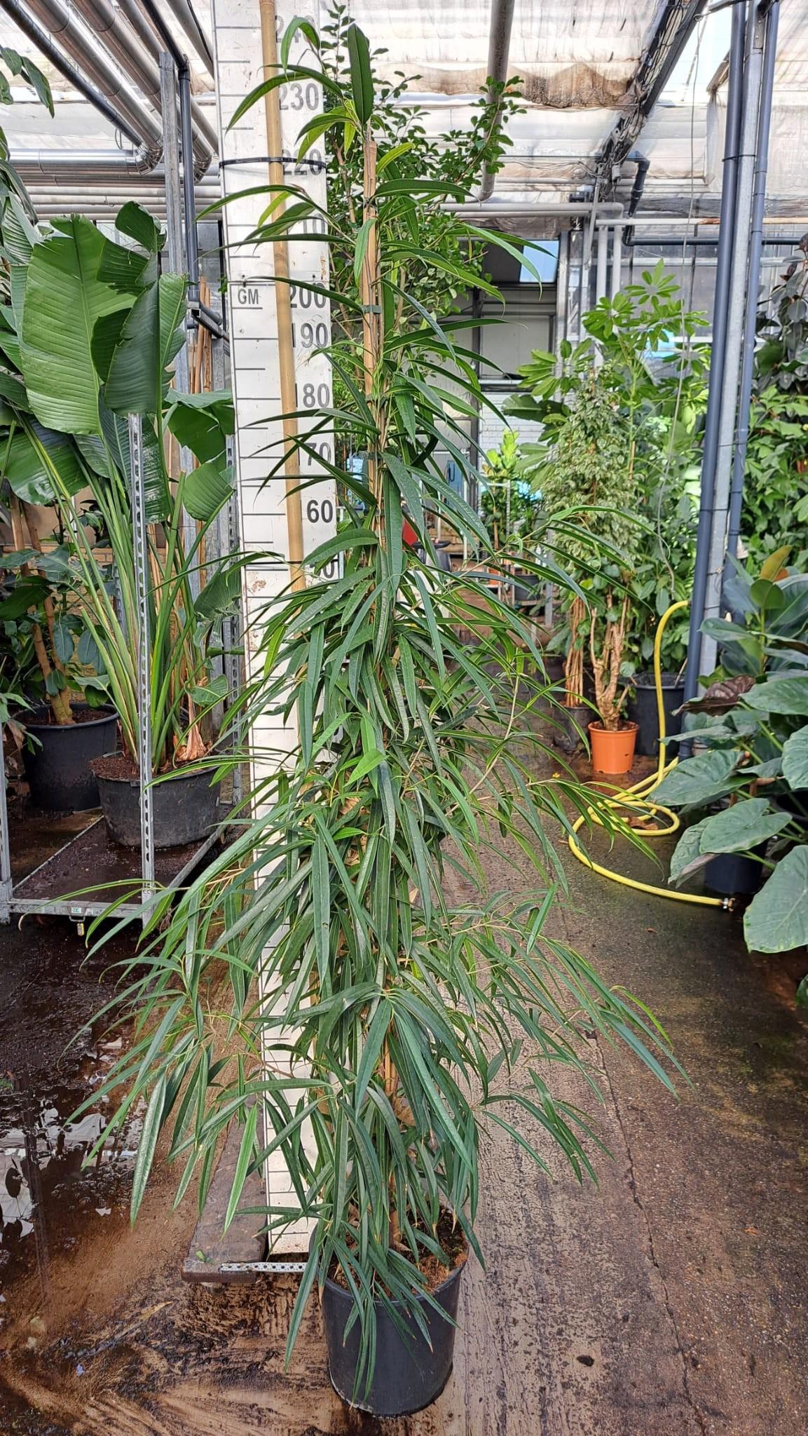 Горшечные цветы и растения оптом Ficus Bin Alii Piramide от 1шт из Голландии с доставкой по России