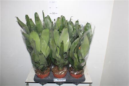 Горшечные цветы и растения оптом Aech Pe Elegant Flam от 6шт из Голландии с доставкой по России