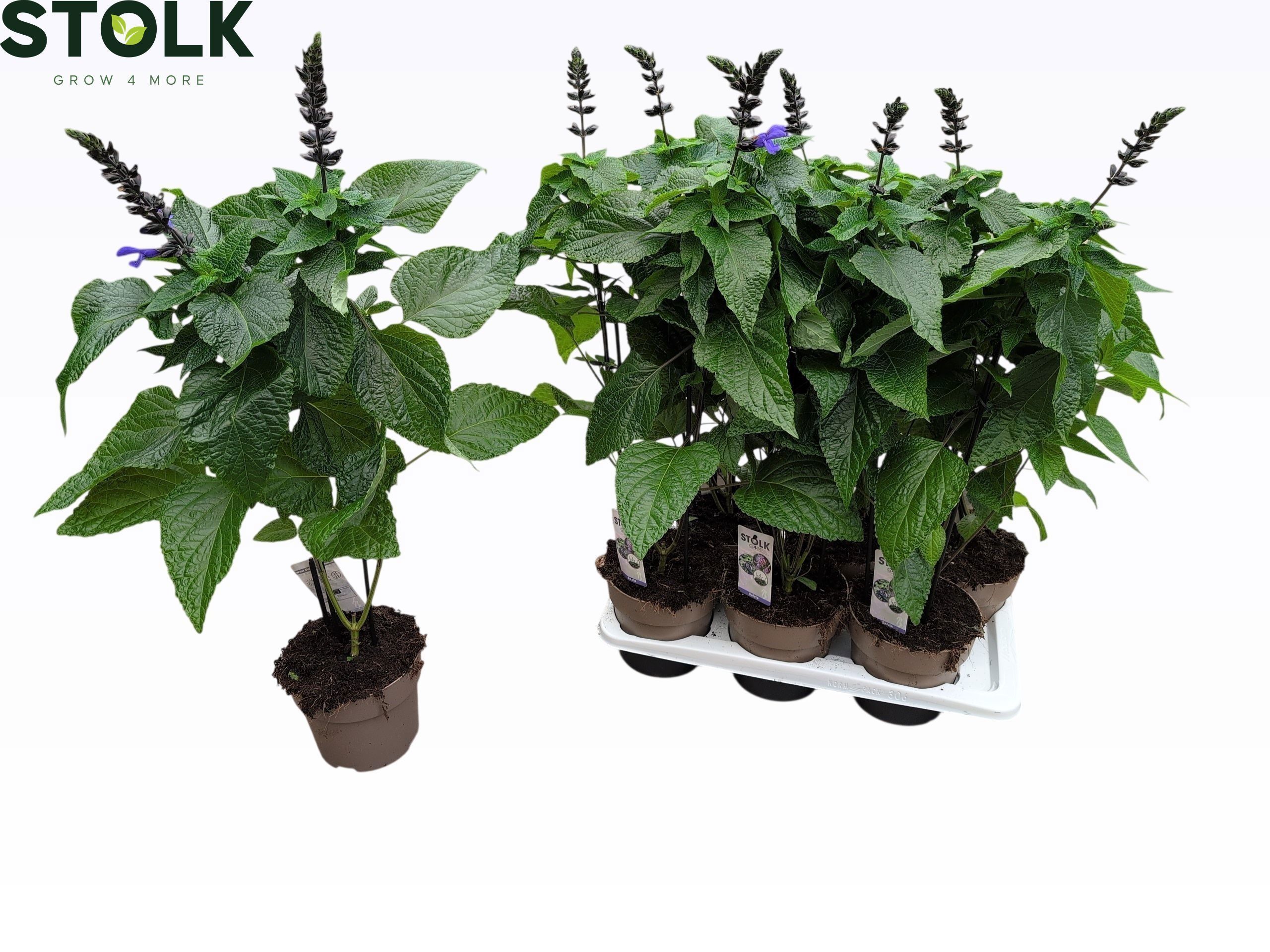 Горшечные цветы и растения оптом Salvia Black & Bloom от 6шт из Голландии с доставкой по России