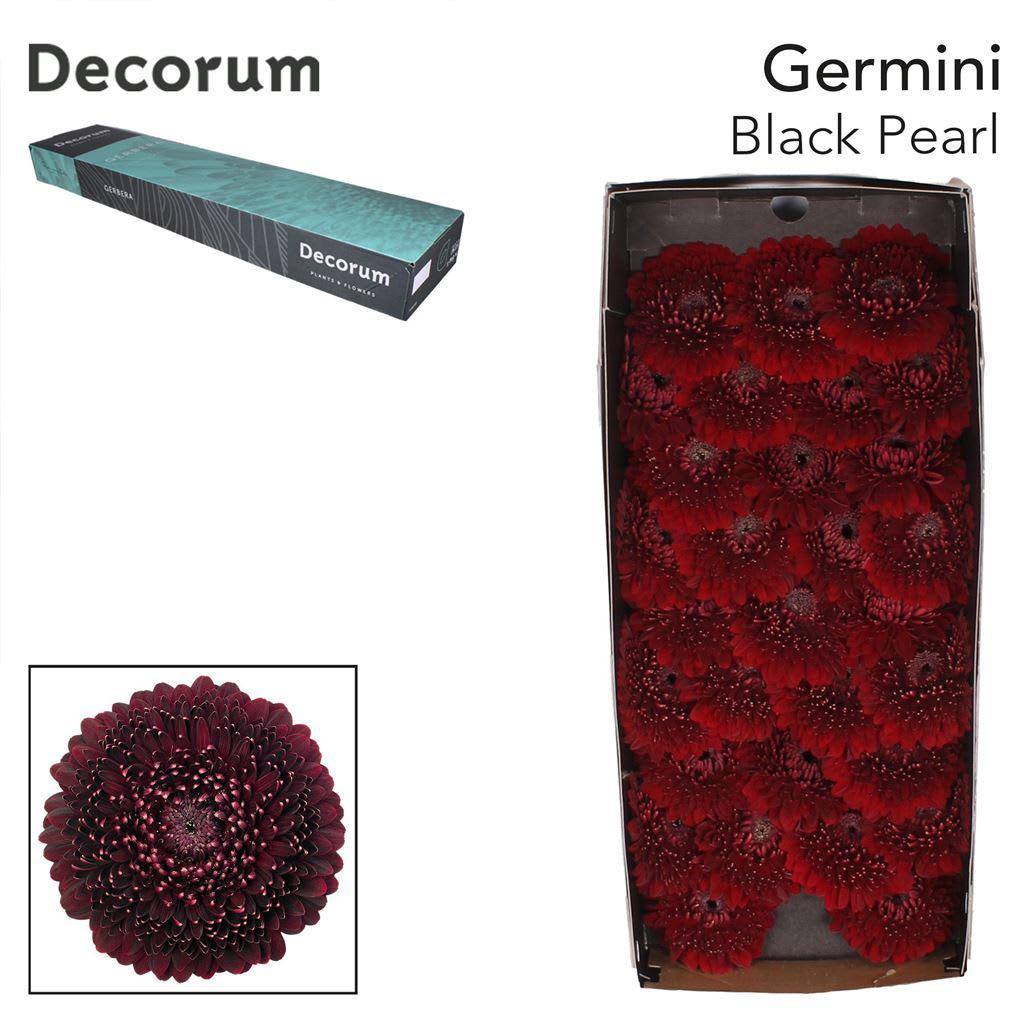 Срезанные цветы оптом Germini gerponi black pearl от 60шт из Голландии с доставкой по России