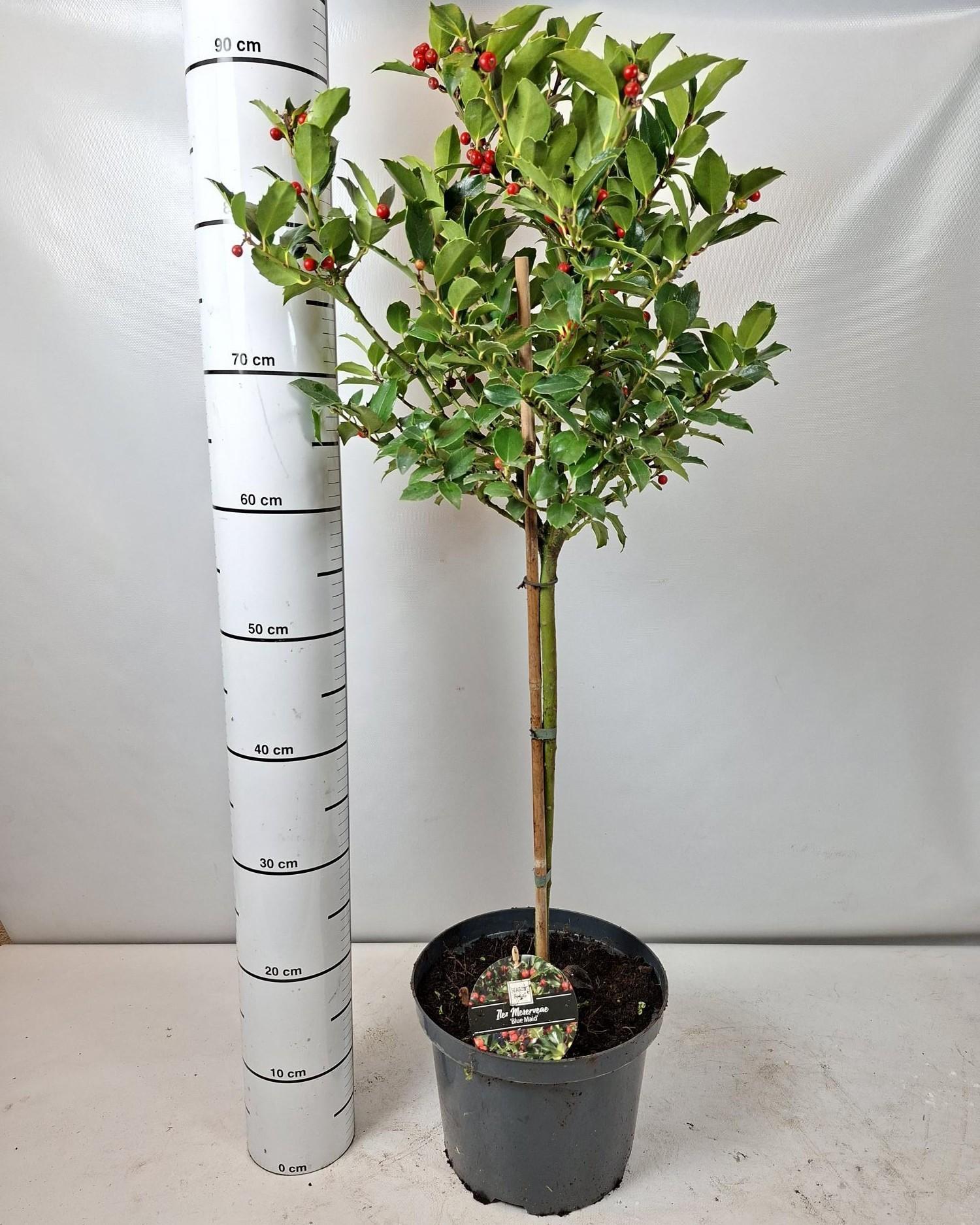 Горшечные цветы и растения оптом Ilex Mes Blue Maid от 1шт из Голландии с доставкой по России