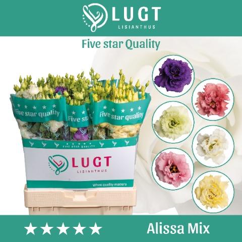 Срезанные цветы оптом Lisianthus do alissa mix in bucket от 40шт. из Голландии с доставкой по России
