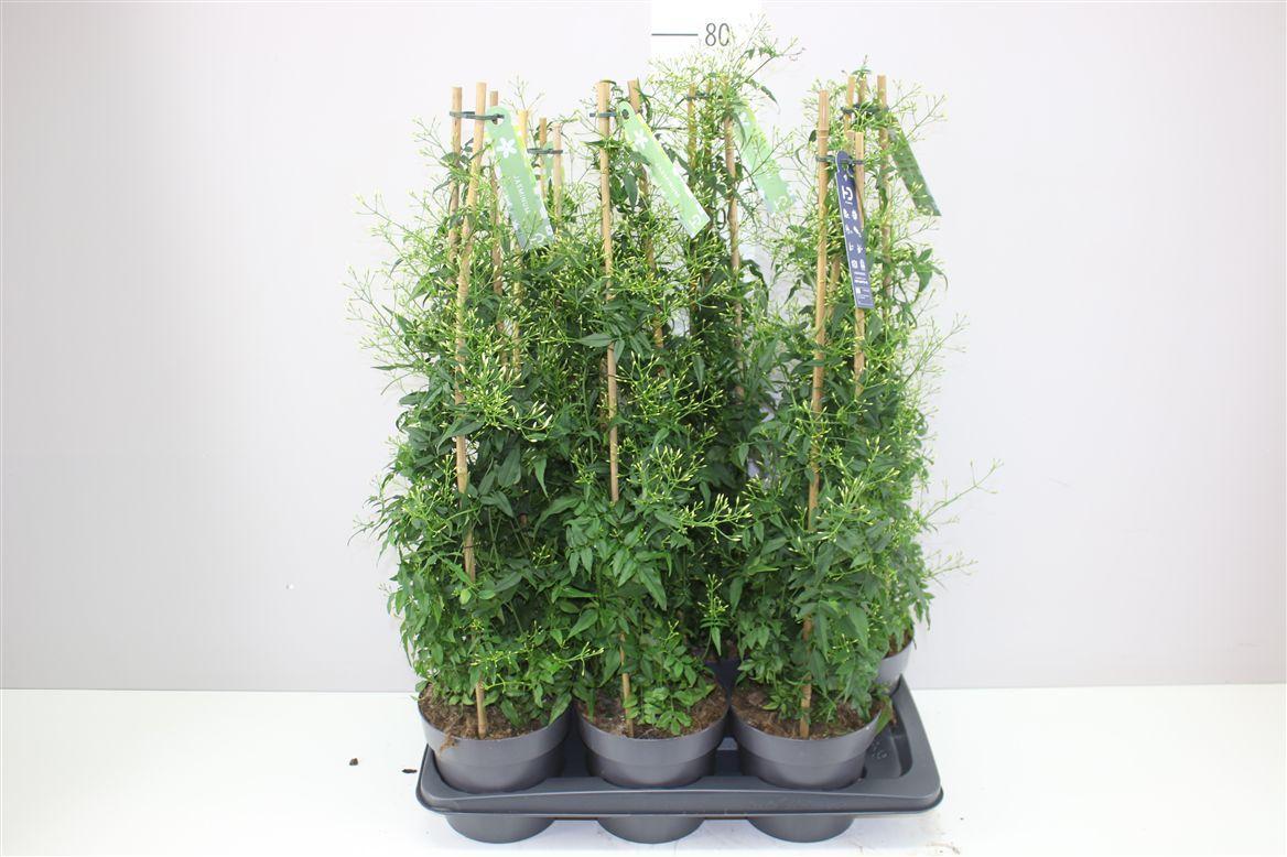 Горшечные цветы и растения оптом Jasminum Pyramide 500+ от 6шт из Голландии с доставкой по России