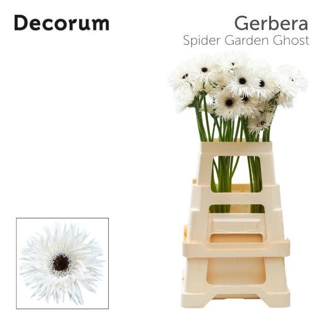 Срезанные цветы оптом Gerbera garden ghost от 40шт из Голландии с доставкой по России