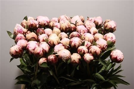 Срезанные цветы оптом Paeonia reine hortense от 60шт из Голландии с доставкой по России