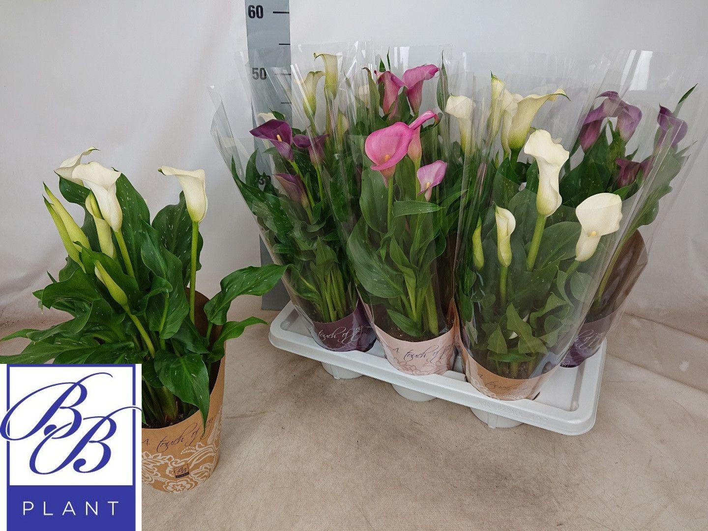 Горшечные цветы и растения оптом Zant Gem от 7шт из Голландии с доставкой по России