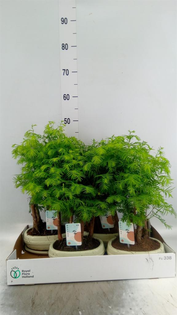 Горшечные цветы и растения оптом Bonsai   ... от 4шт из Голландии с доставкой по России