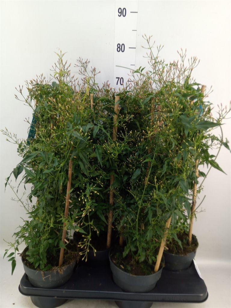 Горшечные цветы и растения оптом Jasminum Polyanthum от 4шт из Голландии с доставкой по России