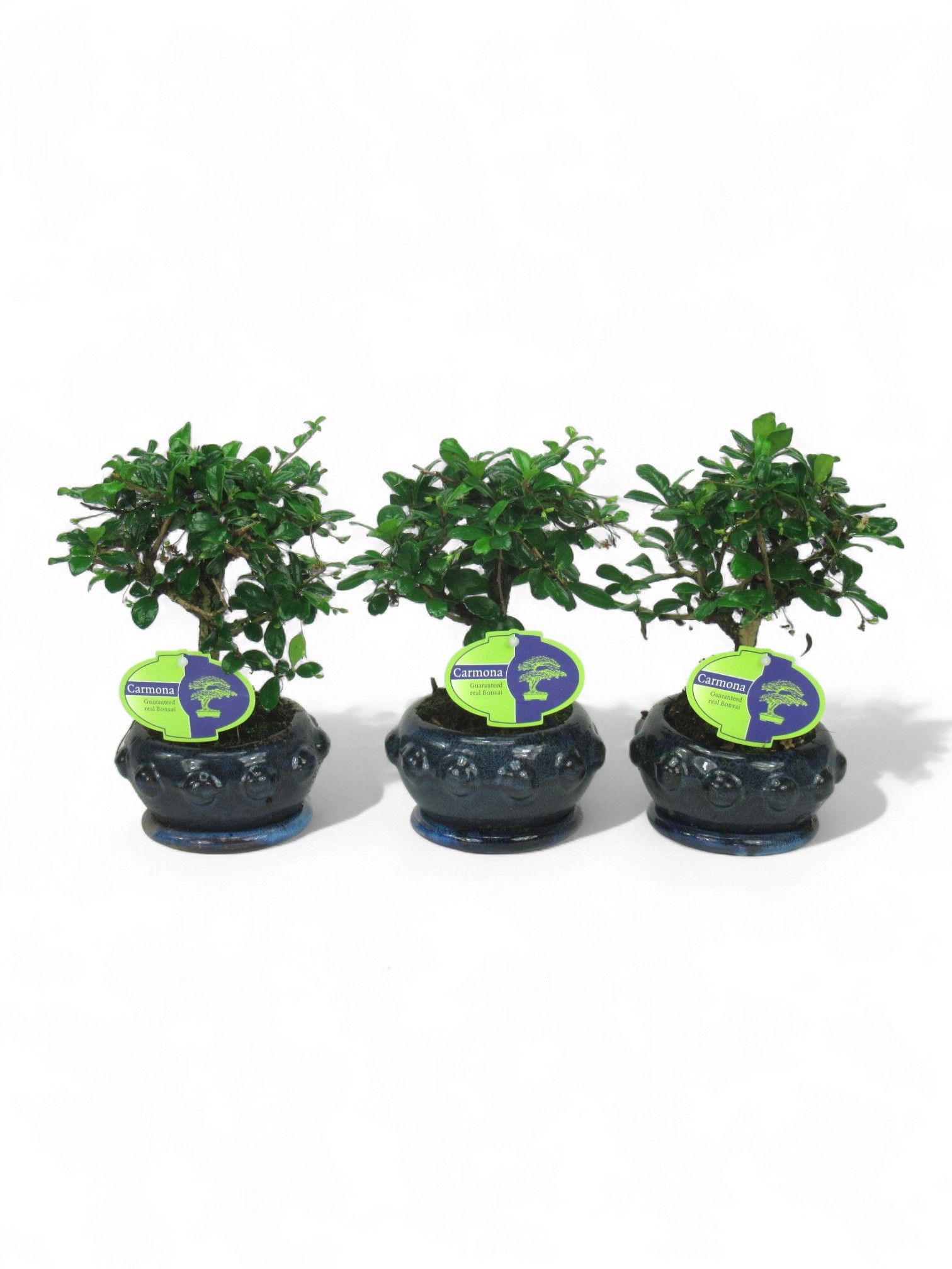 Горшечные цветы и растения оптом Bonsai Carmona Macrophylla, 13cm Broom., With Drip от 10шт из Голландии с доставкой по России