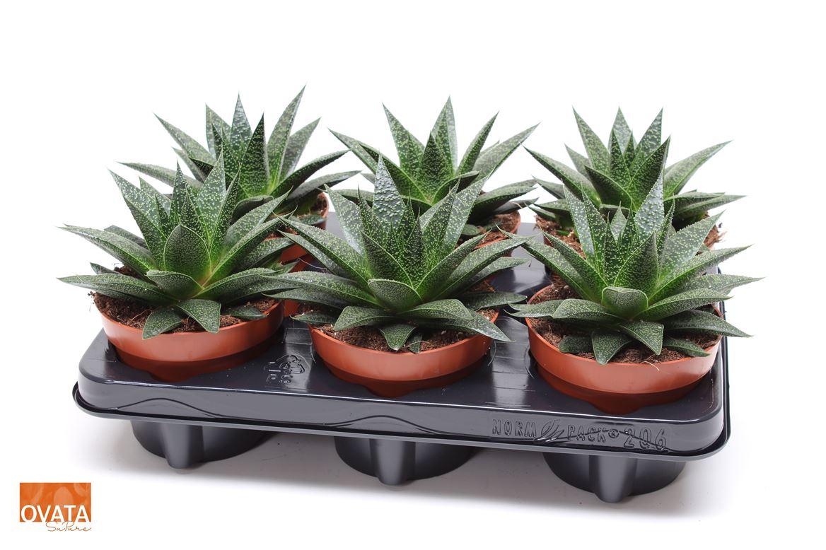 Горшечные цветы и растения оптом Gasteria Noa от 6шт из Голландии с доставкой по России