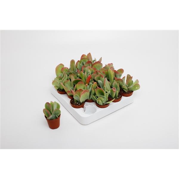 Горшечные цветы и растения оптом Lizard от 20шт (для телеги) из Голландии с доставкой по России