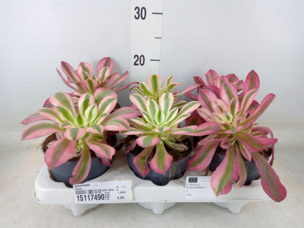 Горшечные цветы и растения оптом Aeonium   ... от 6шт из Голландии с доставкой по России