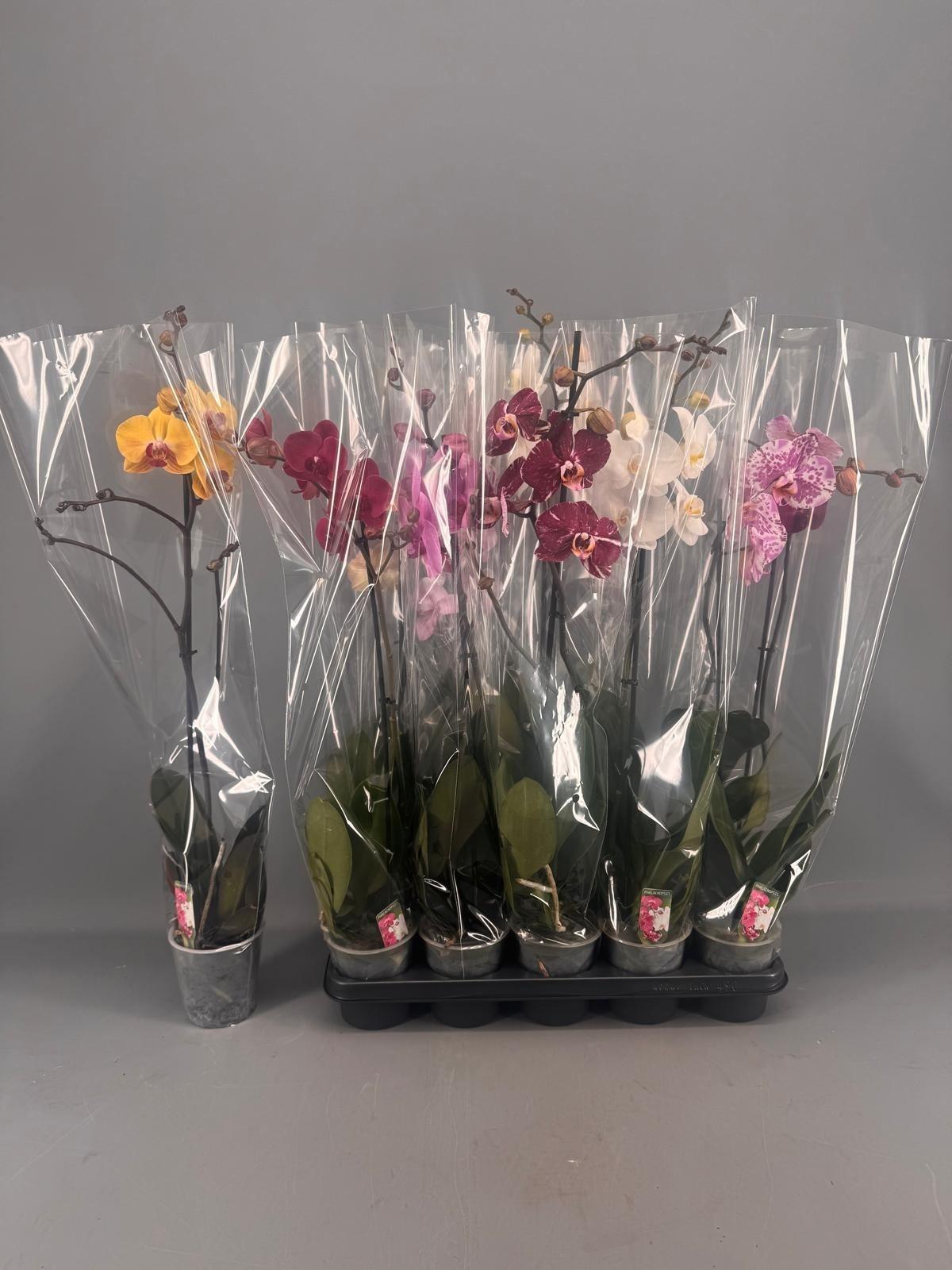 Горшечные цветы и растения оптом Phal Gem 5 Kl от 10шт из Голландии с доставкой по России