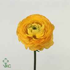 Срезанные цветы оптом Ranunculus elegance yellow от 50шт из Голландии с доставкой по России