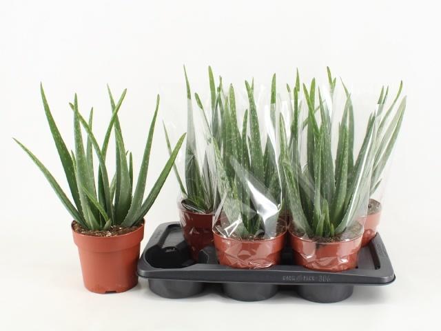 Горшечные цветы и растения оптом Aloe Vera от 6шт из Голландии с доставкой по России