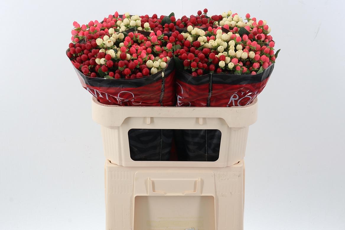 Срезанные цветы оптом Hypericum mix in bucket romance от 100шт из Голландии с доставкой по России