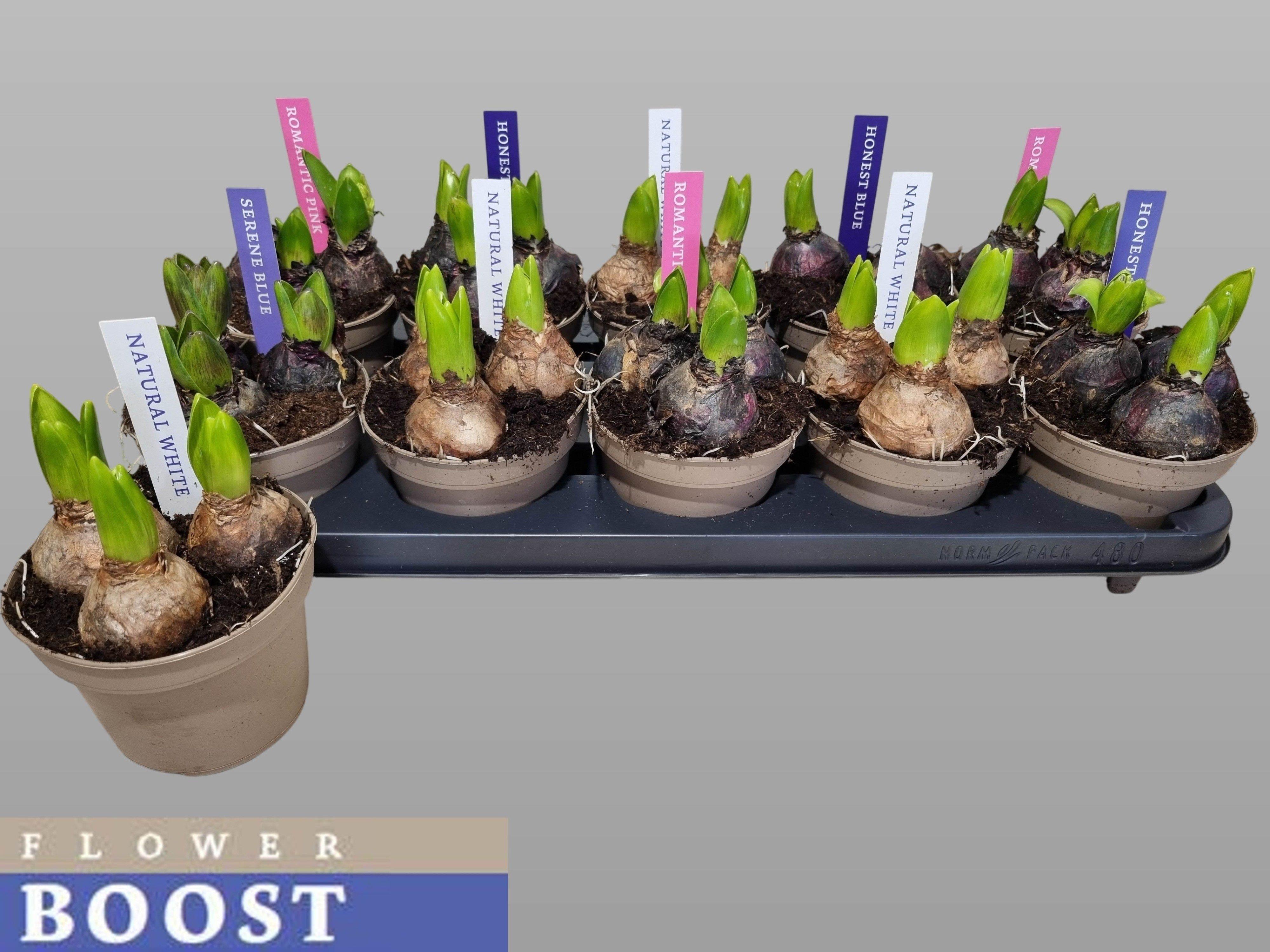 Горшечные цветы и растения оптом Hyacin Pear Gem 4 Kl от 10шт из Голландии с доставкой по России