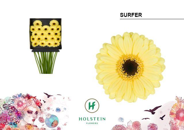 Срезанные цветы оптом Germini diamond surfer от 20шт из Голландии с доставкой по России