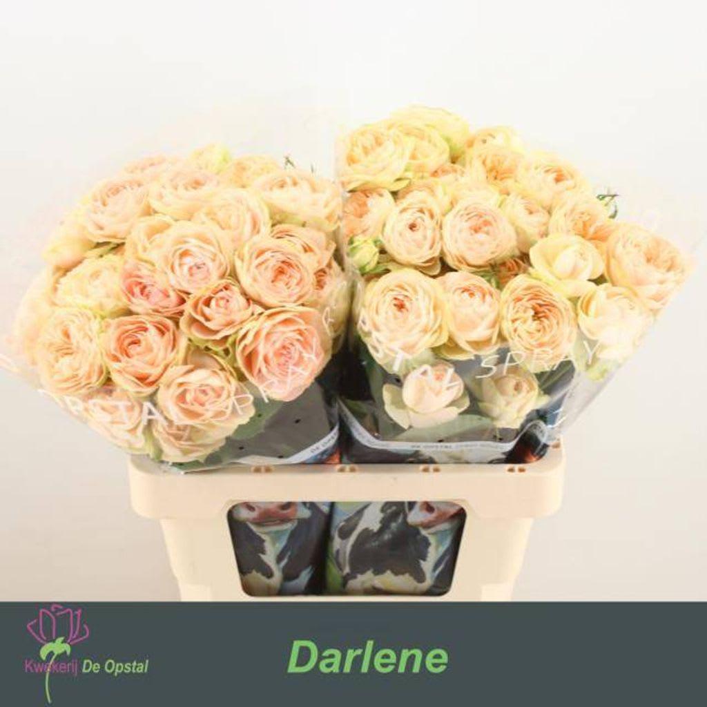 Срезанные цветы оптом Rosa spray darlene от 20шт из Голландии с доставкой по России