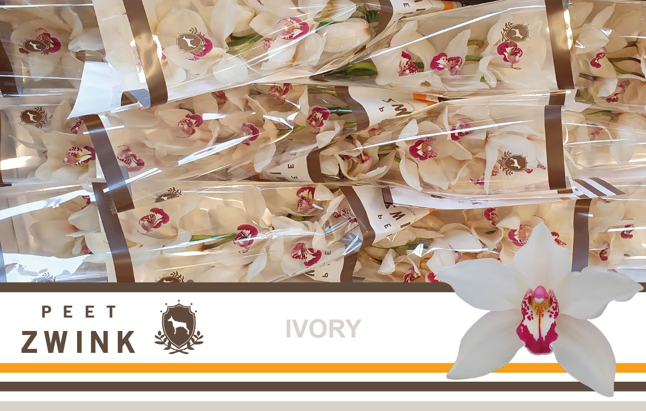 Срезанные цветы оптом Cymbidium white ivory от 12шт из Голландии с доставкой по России