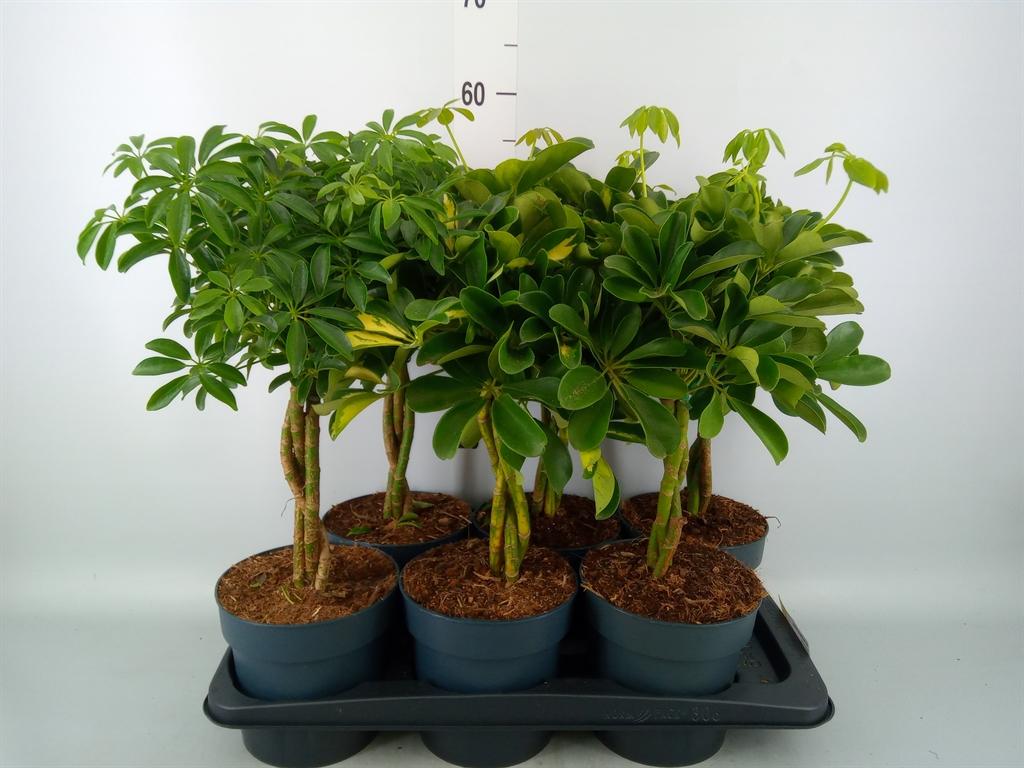 Горшечные цветы и растения оптом Schefflera Arbor.   ... от 6шт из Голландии с доставкой по России