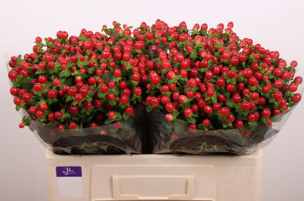 Срезанные цветы оптом Hypericum tomato flair от 80шт. из Голландии с доставкой по России