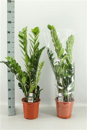Горшечные цветы и растения оптом Zamio Zamiifolia 5-6+++ P21 * Spring Deal * от 1шт из Голландии с доставкой по России