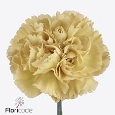 Срезанные цветы оптом Dianthus st mustard от 80шт. из Голландии с доставкой по России