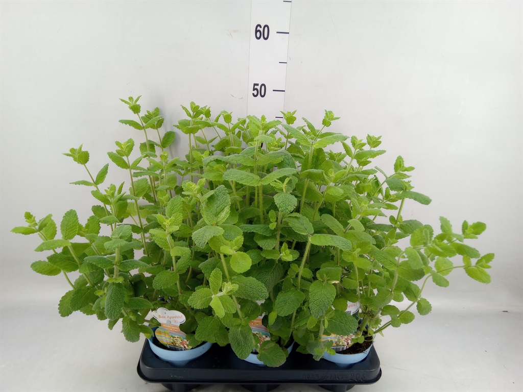 Горшечные цветы и растения оптом Mentha Suaveolens от 6шт из Голландии с доставкой по России